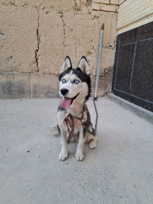 Хаски продаётся чисто кртвный