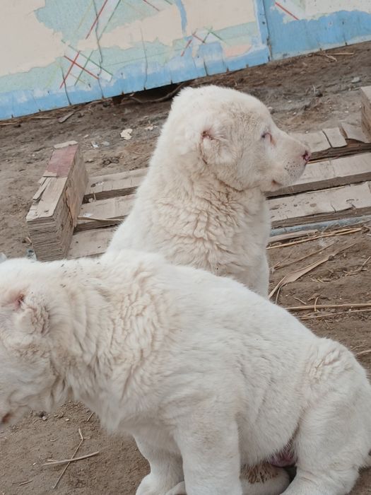 Алабай кучиклар сотлади