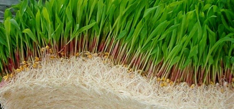 Гидропонный кормовой ячмень