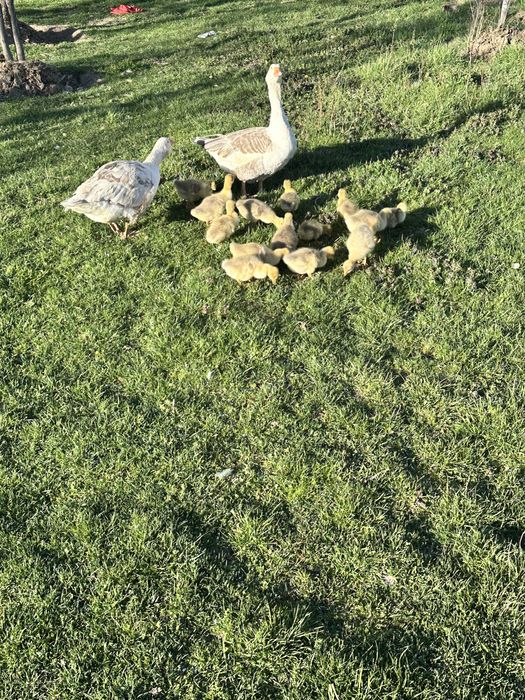 Se vinde 16 boboci de gasca 80 de lei bucata