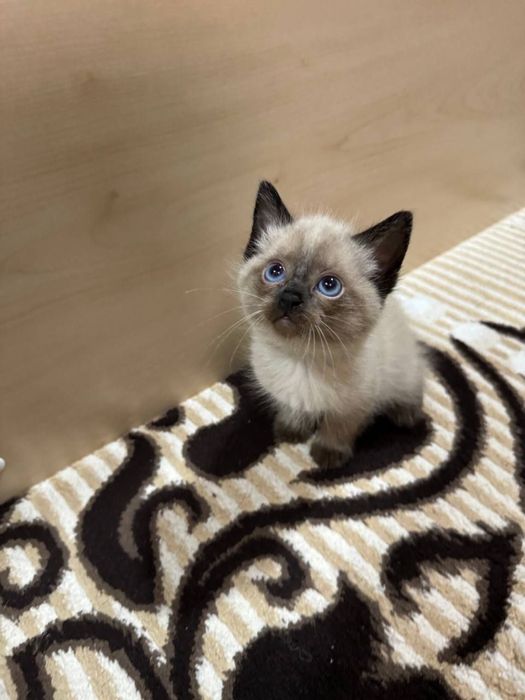 Сиамский котёнок