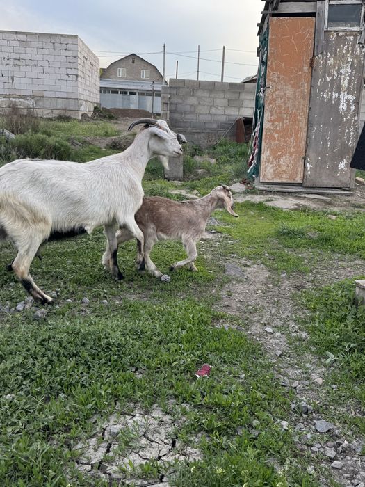 Продам козы  зайнские  и битал пародЫ