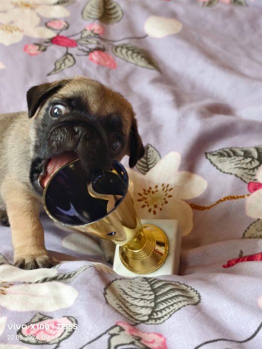 Продам щенка Мопса.