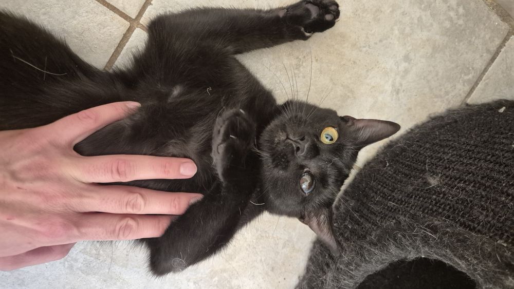 Pirata, pisica cauta familie