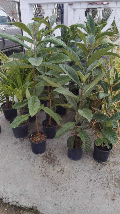 Японска мушмула (Eriobotrya japonica, Loquat)