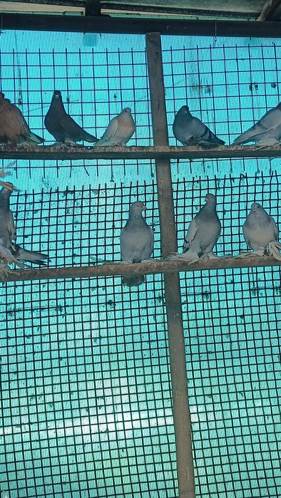 Продам голубей продам