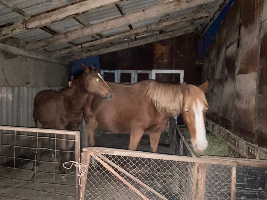 Жеребая кобыла 7 лет с жеребенком