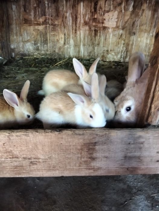 Pui Iepuri pitici cap de leu și hycole francez