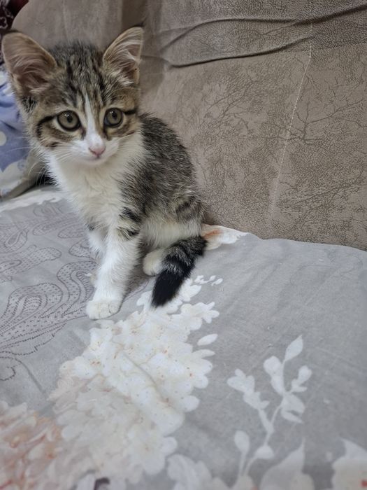 Кошка маленькая девочка