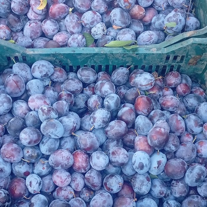 Prune de tuica si palinca cu transpotul gratuit la domiciliu