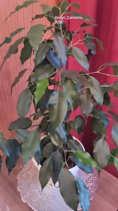 Продам комнатные цветы.