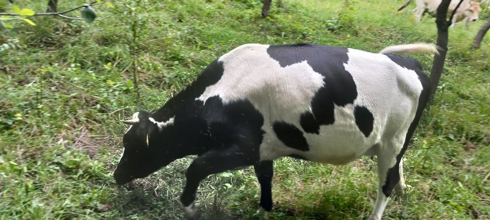 Juninca holstein