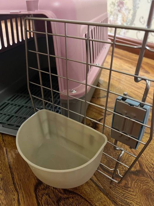 Scottish Straight mushuk+ Orginal katta qafasi bilan!