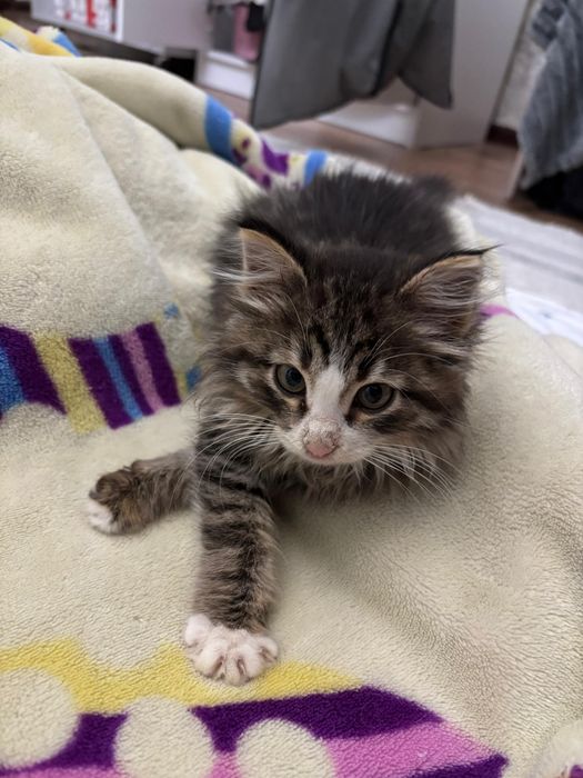 Котенок в добрые руки