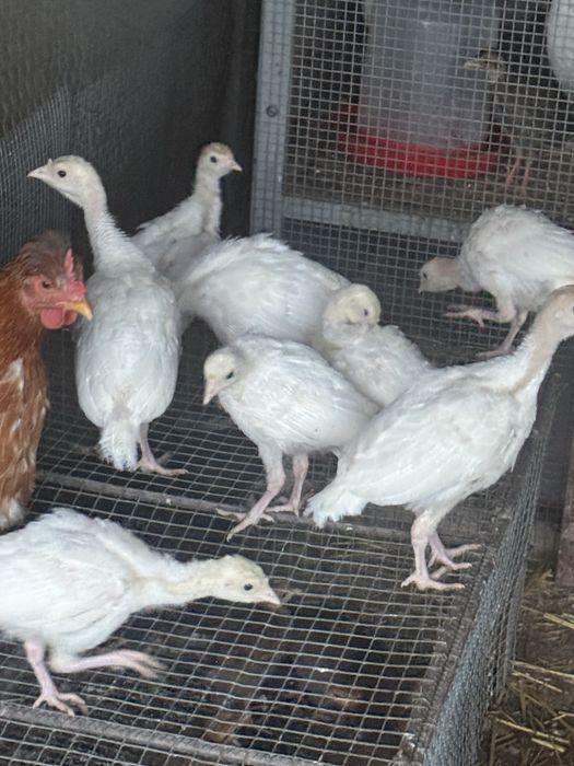 Vand pui de curca la varsata de 12 zile si respectiv 33 zile