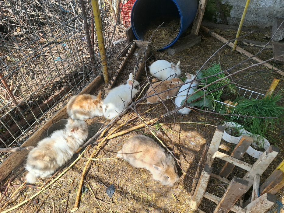 Vand iepuri cap de leu pitici