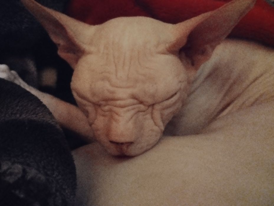 Канадский сфинкс