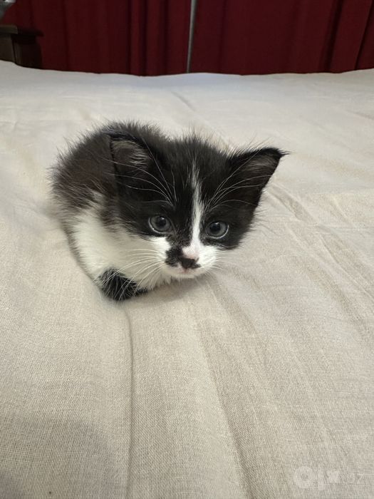 Котик ищет дом.