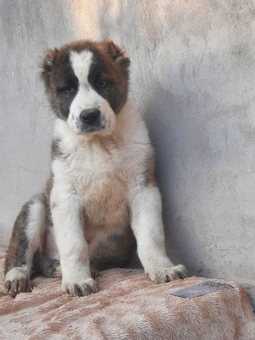 Шикарные мощные кобели Алабач