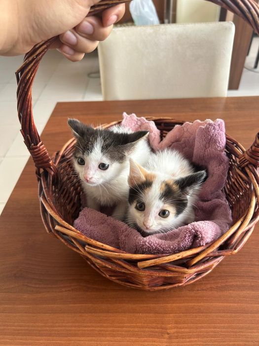 Котенки в хорошие руки