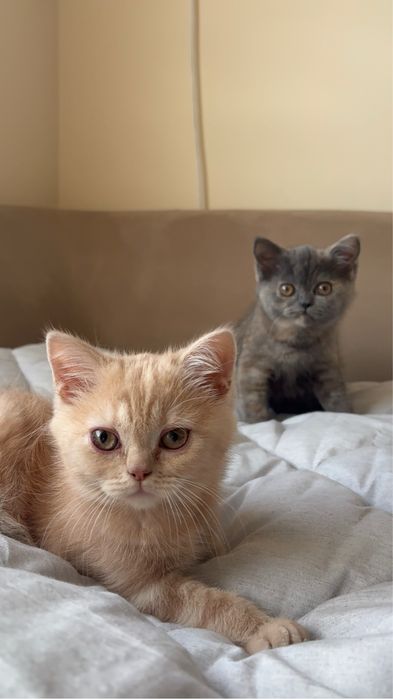 Британски късокосмести котета