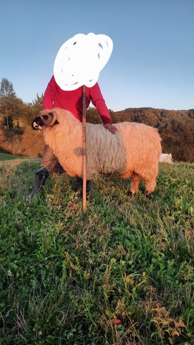 De vânzare mior din oi bune!