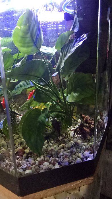 Растение для аквариума