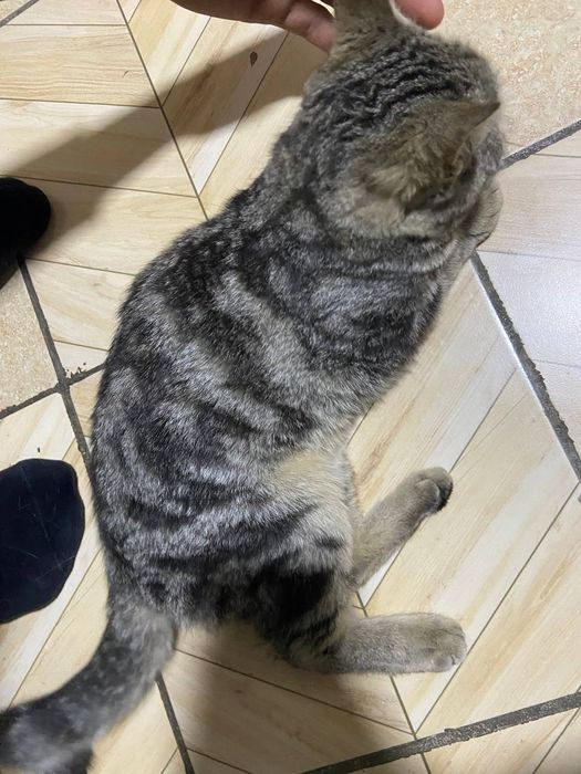 Mushuk sotiladi Shilshila zoti