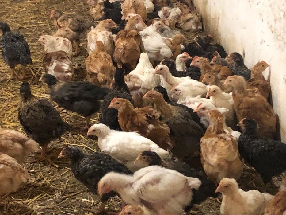 Pui albi de carne și rasa mixta