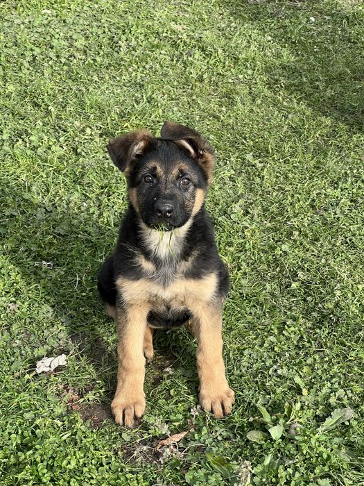 * Немска Овачарка *