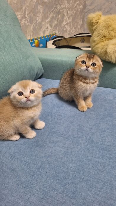 Прекрасный игривый мальчишка от правильной вязки