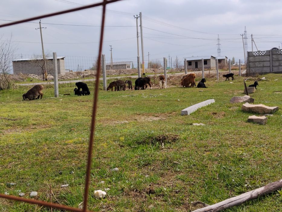 Қозылар сатылады