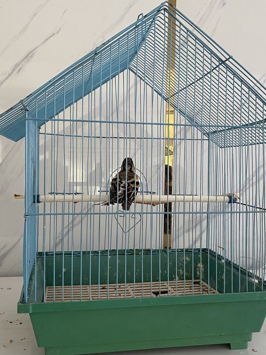 Вьюрок самец и самка