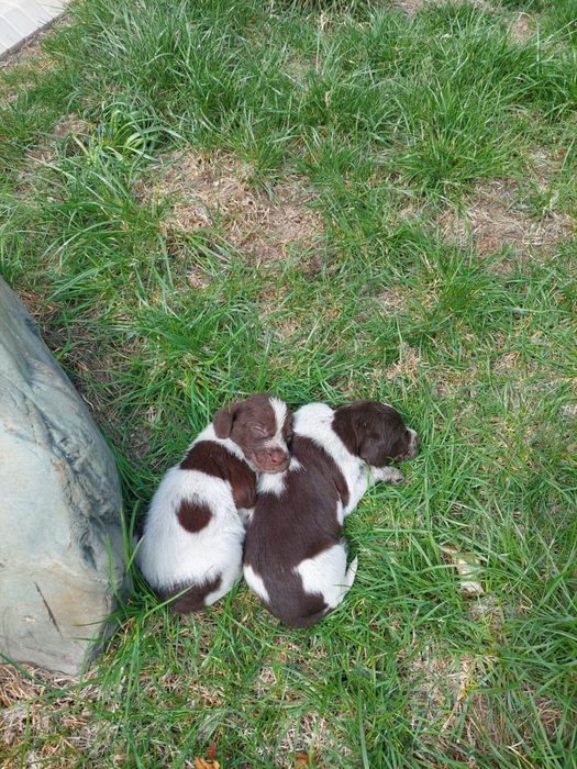 Щенки Курцхаар (немецкая короткошёрстная легавая)