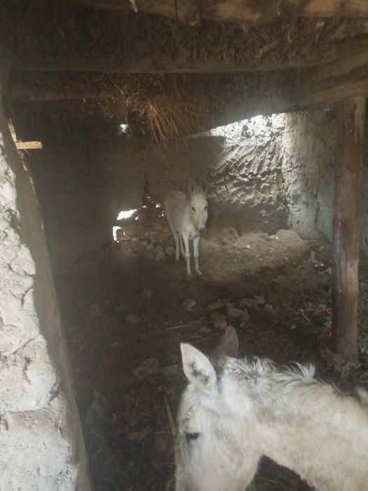 Eshak bepul beriladi ikkita