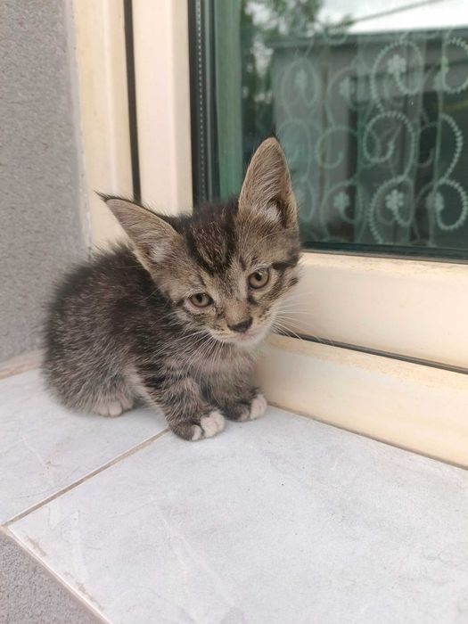 Отдадим котят в хорошие руки