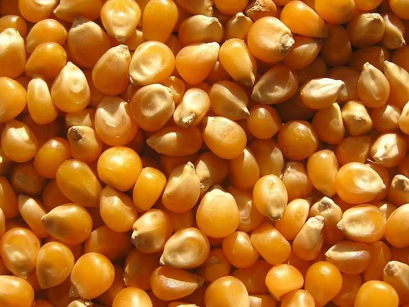 кукуруза кормовая