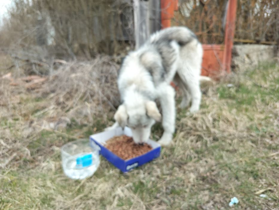 Câine abandonat pentru adopție.