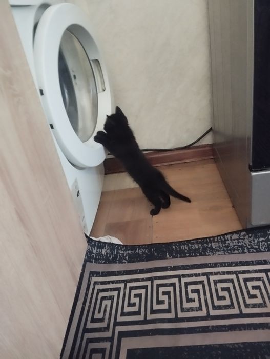 Отдам котёнка девочка