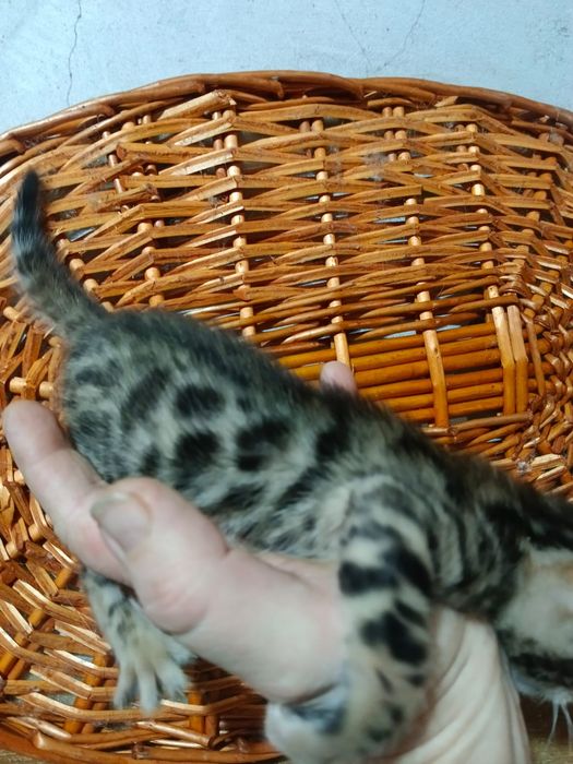 Бенгальский котёнок мальчик