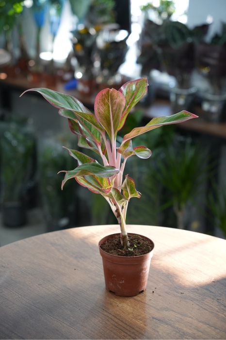 Аглаонема Ред фаир