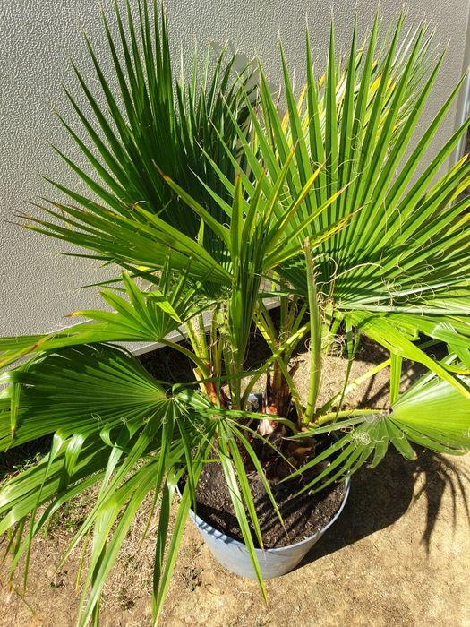 Vand palmier Washingtonia