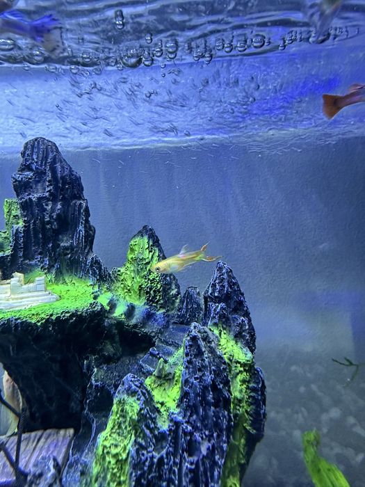 Гуппи 3000 оптом