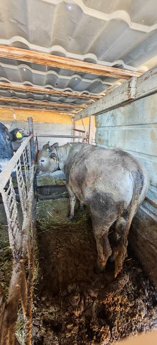 Продаю Быков срочно