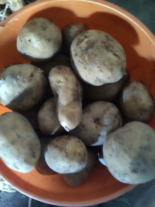 продам картофель