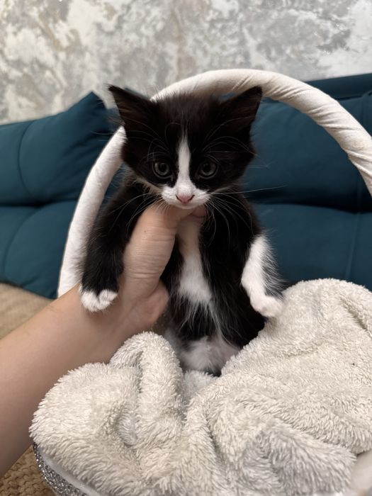Отдам даром котят