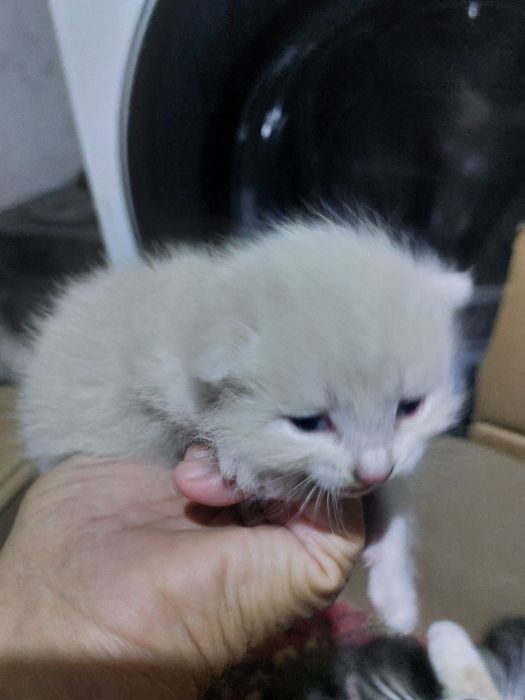 Котята от британки