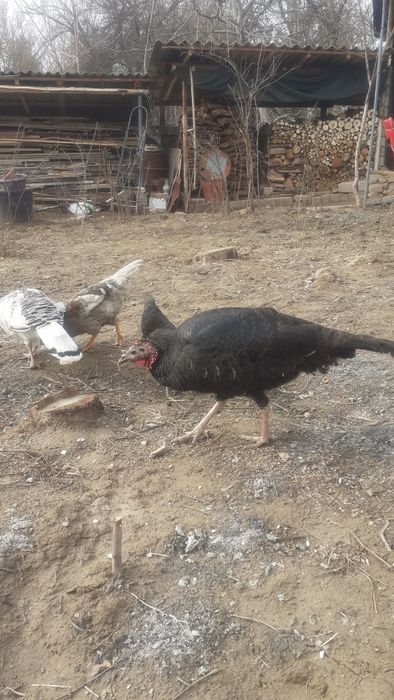 Курка сотилади,  Индюк