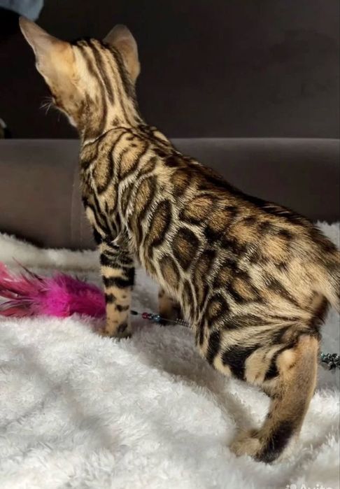 Бенгальскийкошки