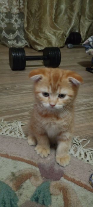 Котята Шкоти Фолл